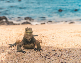  Galapagos Marine Iguana on sand. Natural wildlife shot in San Cristobal, Galapagos. Beautiful beach with ocean sea background. Wild animal in nature.