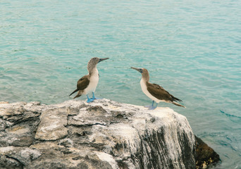 Beautiful blue footed boobie bird. Natural wildlife shot in San Cristobal, Galapagos. Boobies resting on rocks with ocean sea background. Wild animal in nature.