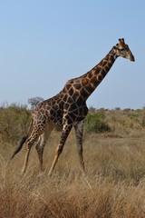 Large male giraffe in portrait with dark markings walking across the savannah bush veld in Kruger National Park game reserve in South Africa