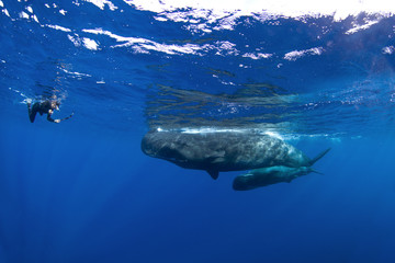 Fototapeta premium sperm whale, physeter macrocephalus, Indian Ocean 