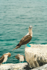 Beautiful blue footed boobie bird. Natural wildlife shot in San Cristobal, Galapagos. Boobies resting on rocks with ocean sea background. Wild animal in nature.