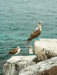 Beautiful blue footed boobie bird. Natural wildlife shot in San Cristobal, Galapagos. Boobies resting on rocks with ocean sea background. Wild animal in nature.