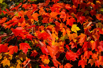 Naklejka na ściany i meble Fall Colors in Algonquin Park, Ontario, Canada