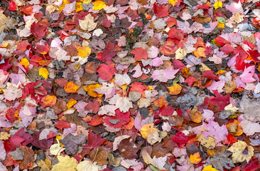 Colorful Fallen Leaves Cover the Forest Floor in Early Autumn in Algonquin Park