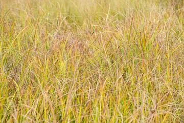 Soft Grass in a Marshy Area in Algonquin Park
