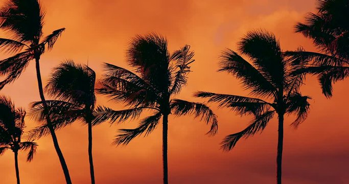 Tropical palm trees blowing in the breeze at sunset. 