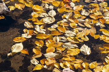 Fallen Leaves Floating on Water