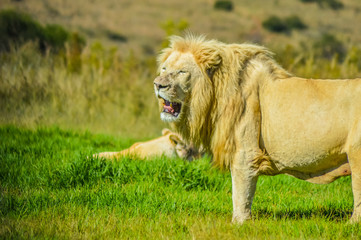 Big African white lion pride in Rhino and lion nature reserve in South Africa