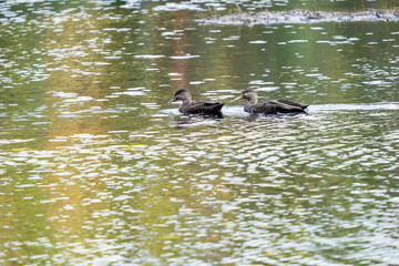A Pair of Ducks in Beaver Pond, Algonquin Park