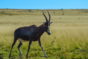 Portrait of a common Tsessebe (Damaliscus lunatus) antelope in Johannesburg game reserve South Africa