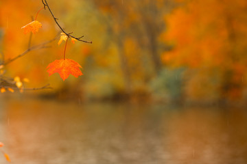 Maple leaf on defocused autumn park background