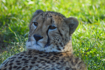 Portrait of a cute young Cheetah in Rhino and Lion nature reserve Johannesburg South Africa