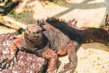 Galapagos Iguana lizard. Hundreds of wildlife. Isolated beautiful marine IGUANA reptiles crawling resting on rocks. Natural wildlife shot in Isabela, San Cristobal, Galapagos Islands. Wild animals