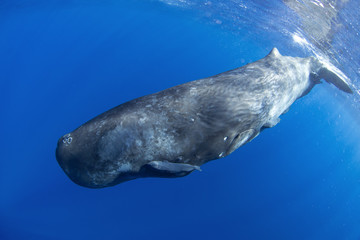 sperm whale, physeter macrocephalus, Indian Ocean	