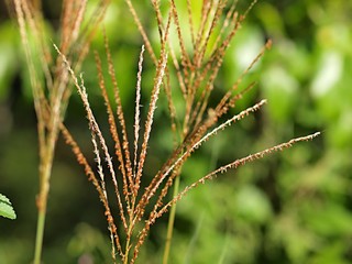 ススキの花のアップ