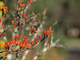 ヤブサンザシの実