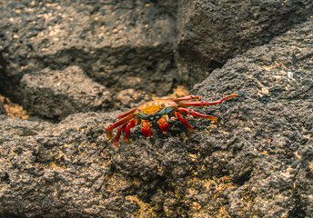 Colorful Crab Red Sally Fish close up. Natural wildlife shot in San Cristobal, Galapagos. Crabs resting on rocks with ocean sea background. BeautifulWild animal in nature. Close up with copyspace.