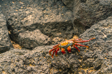 Colorful Crab Red Sally Fish close up. Natural wildlife shot in San Cristobal, Galapagos. Crabs resting on rocks with ocean sea background. BeautifulWild animal in nature. Close up with copyspace.