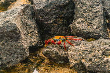 Colorful Crab Red Sally Fish close up. Natural wildlife shot in San Cristobal, Galapagos. Crabs resting on rocks with ocean sea background. BeautifulWild animal in nature. Close up with copyspace.