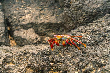 Colorful Crab Red Sally Fish close up. Natural wildlife shot in San Cristobal, Galapagos. Crabs resting on rocks with ocean sea background. BeautifulWild animal in nature. Close up with copyspace.