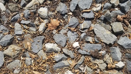 old pabble and leaves on ground