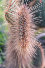 Obraz premium Abstract CACTUS Top down view of plant and spikes. View from high angle, looking down on round plant. Nature macro shot. Close up details of thorns, bokeh background. Galapagos islands. Orange brown.