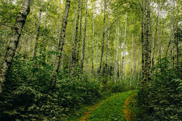 path in the forest