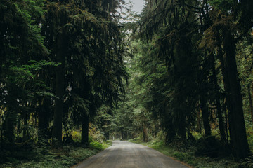 road in the forest