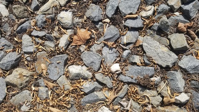 old pabble and leaves on ground