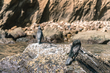 Galapagos Penguin on sea rocks. Beautiful black and white PENGUIN close up. Natural wildlife shot in San Cristobal, Galapagos. Penguin bird resting on rocks with ocean sea background. Wild animal