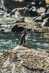 Obraz premium Galapagos Penguin on sea rocks. Beautiful black and white PENGUIN close up. Natural wildlife shot in San Cristobal, Galapagos. Penguin bird resting on rocks with ocean sea background. Wild animal