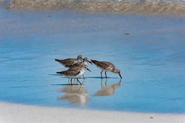 Red Knot Calidris canutus