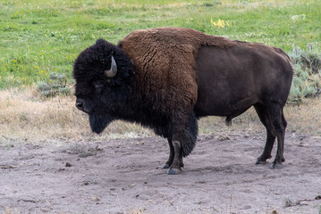 Wildlife at lamar valley in Yellowstone National Park