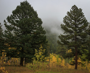 Foggy, fall day with aspen trees changing color