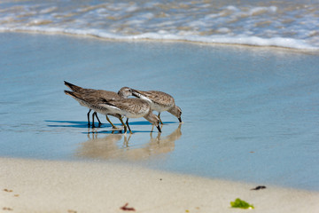 Red Knot Calidris canutus