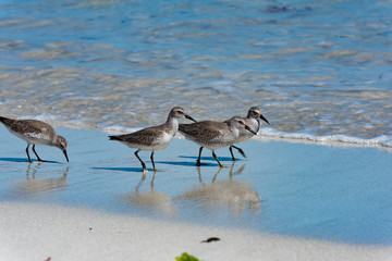 Red Knot Calidris canutus