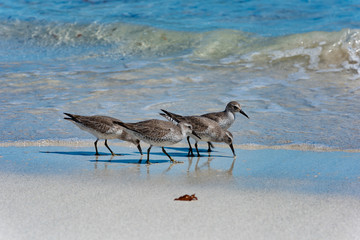 Red Knot Calidris canutus
