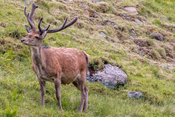 Red Deer