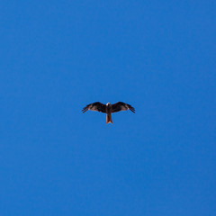 Eagle in the sky