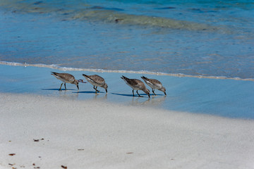 Red Knot Calidris canutus