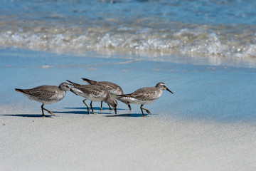 Red Knot Calidris canutus