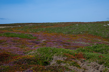 Heather, gorse and bracken on Cornish moorland by the sea