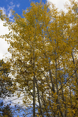 Aspen trees baring yellow and gold leaves against a partly cloudy sky
