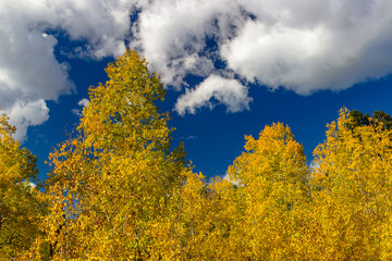 Fototapeta premium Beautiful aspen trees turning yellow and gold