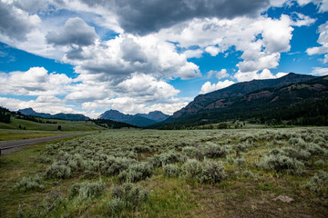 Fototapeta na wymiar Lamar valley in Yellowstone National Park
