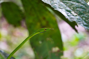 Oriental Whipsnake Ahaetulla prasina