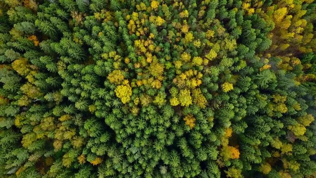 Autumn in forest aerial top down view. Fall colors of mixed countryside woodland, green conifers, deciduous trees with yellow leaves. Drone flies over treetops colorful texture in nature