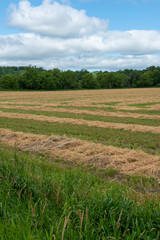 green hay  field and blue sky