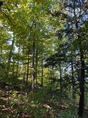 Nature Parks, Hamilton, ON - Canada. Parks around the city of Hamilton in Ontario. Simply gorgeous!...