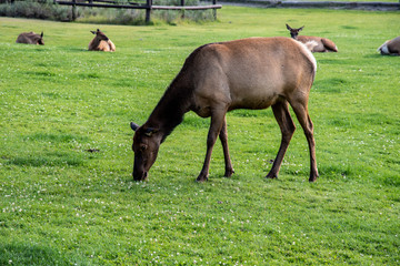 Fototapeta premium Wildlife at Mammoth hot spring area in Yellowstone National Park